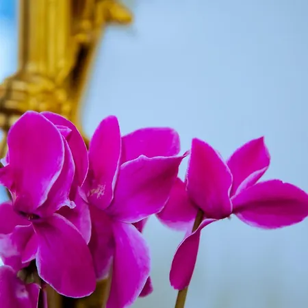 Wikisuite Labaro דירה *